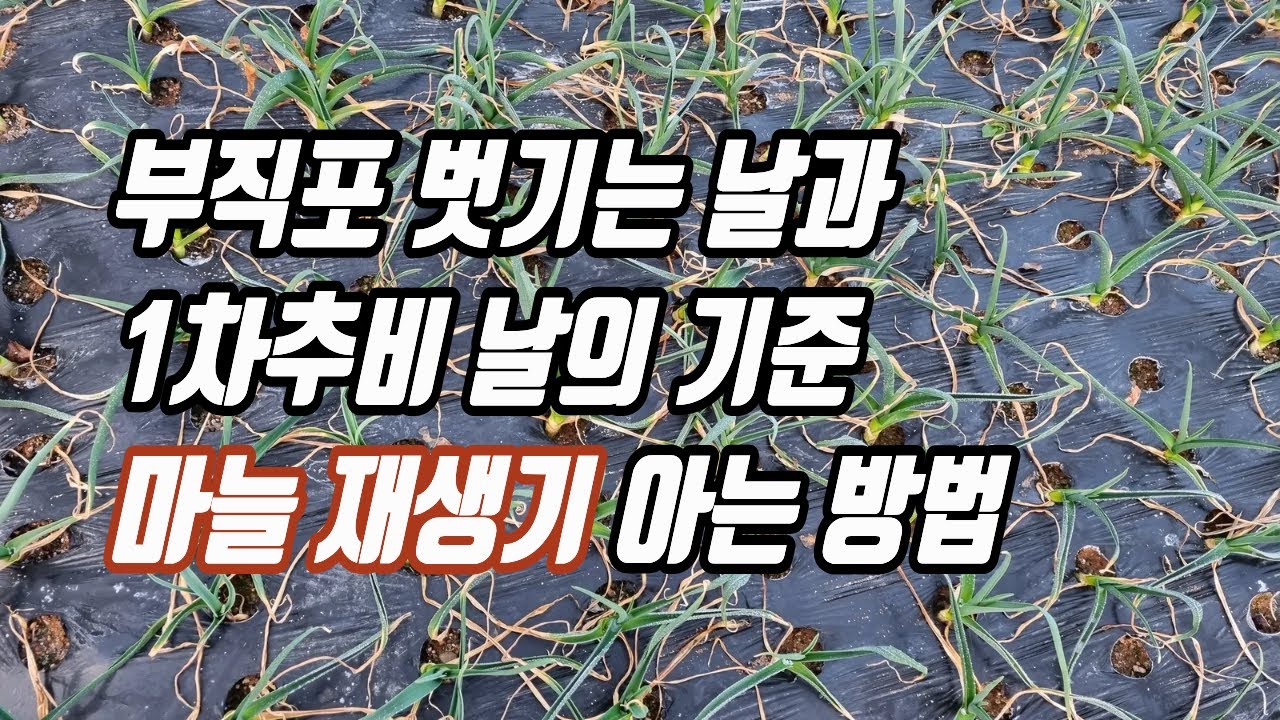 마늘 1차 추비와 부직포 벗기는 날의 기준인 마늘 재생기 알아내는 법