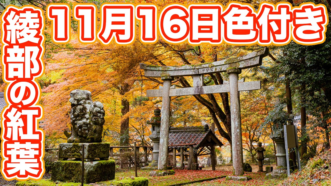 11/16 今見頃の京都の紅葉【綾部】