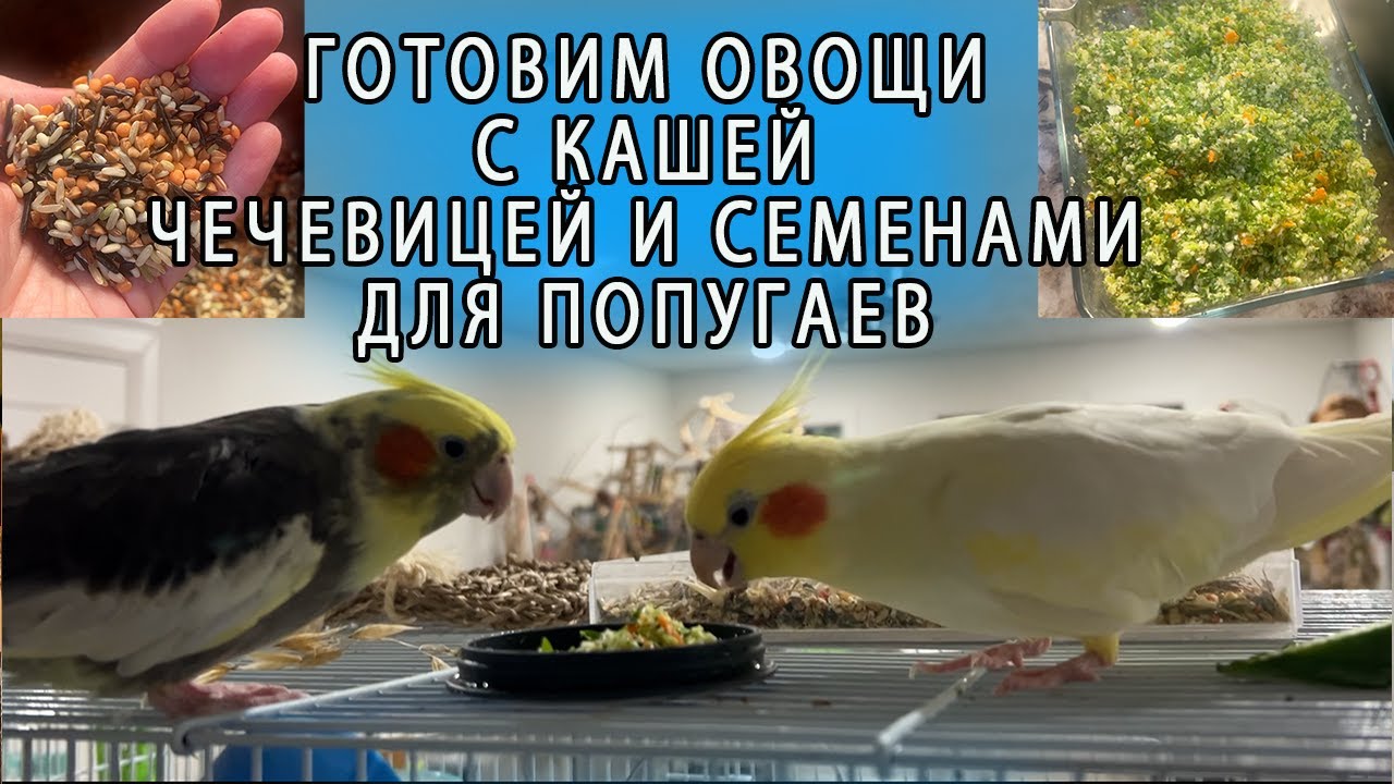 КАК ПРИГОТОВИТЬ ПОЛЕЗНУЮ ЕДУ ДЛЯ ПОПУГАЕВ | ОВОЩИ С КАШЕЙ И СЕМЕНАМИ ВКУСНАЯ ЕДА ДЛЯ ПОПУГАЕВ