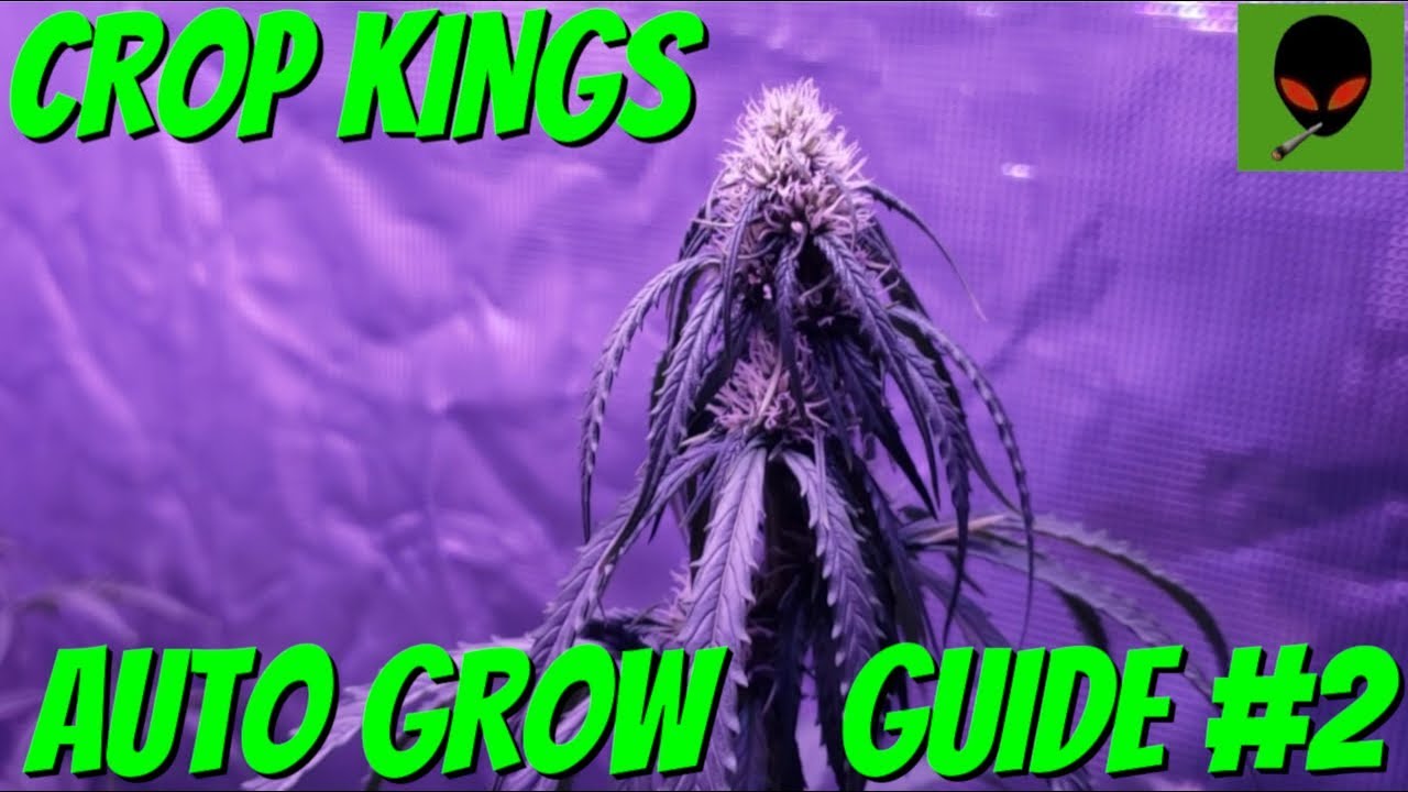 CROP KINGS AUTO FLOWER GROW GUIDE #2 - Northern Lights / Early Miss