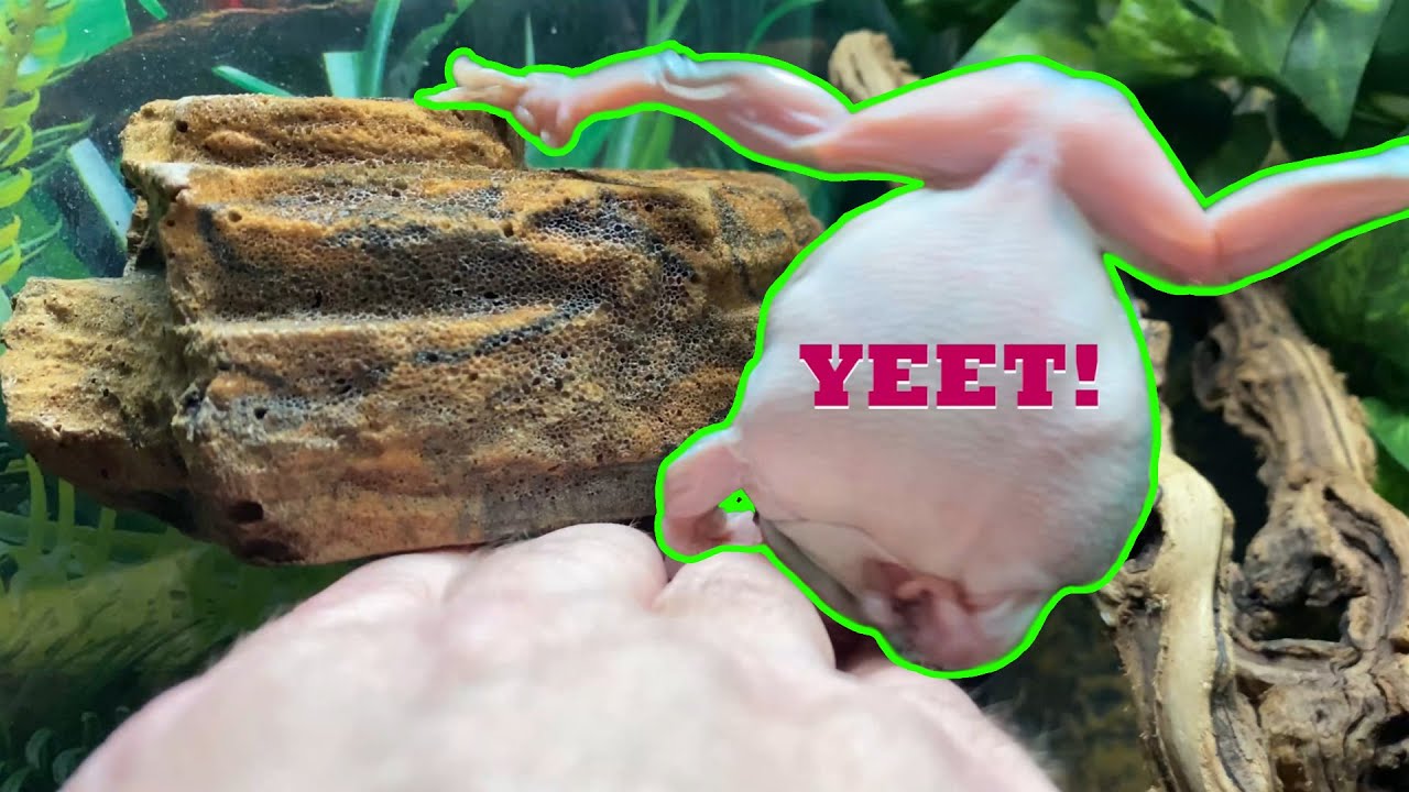 Bert Being a Mischievous Little Frog