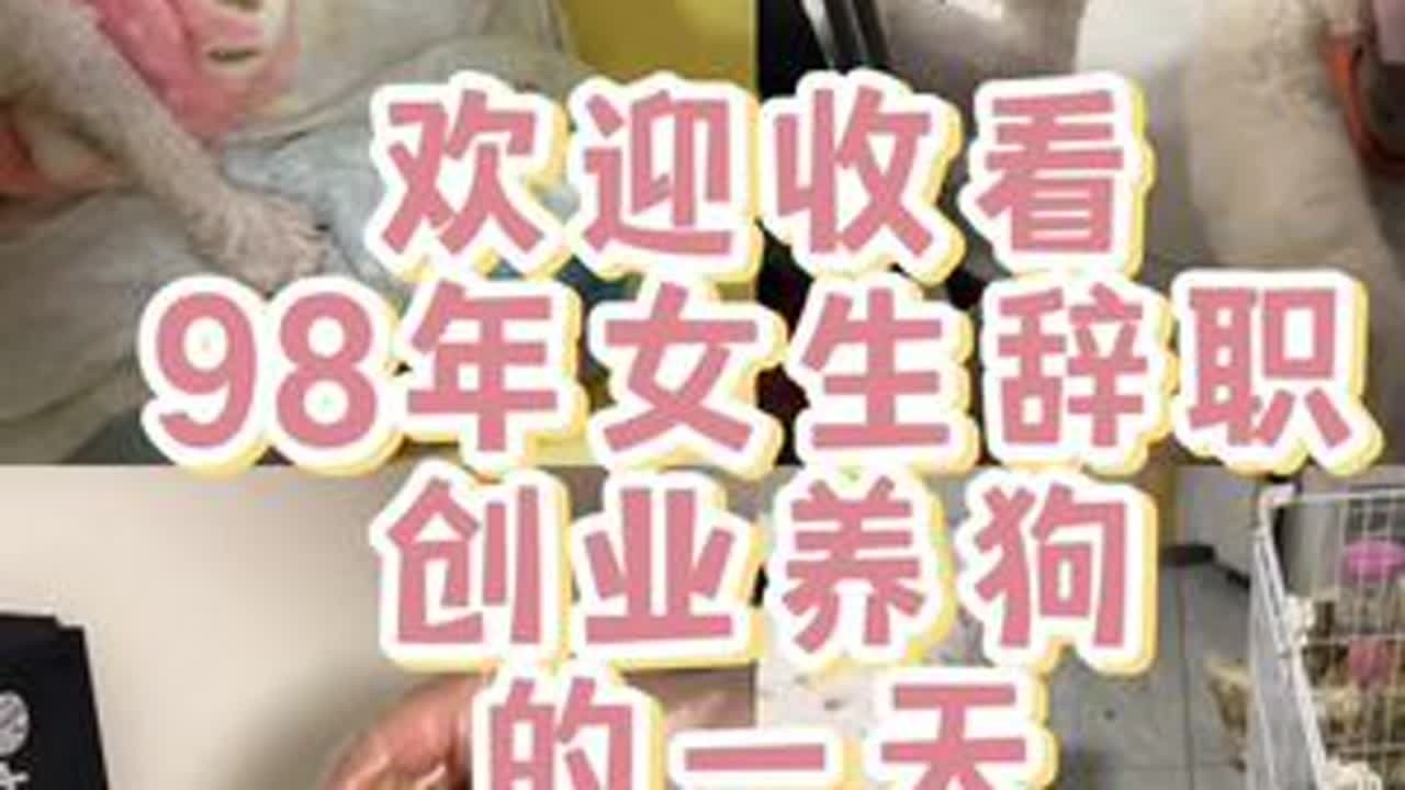 比熊犬舍日常#比熊 #韩系比熊 #狗狗 #小体比熊