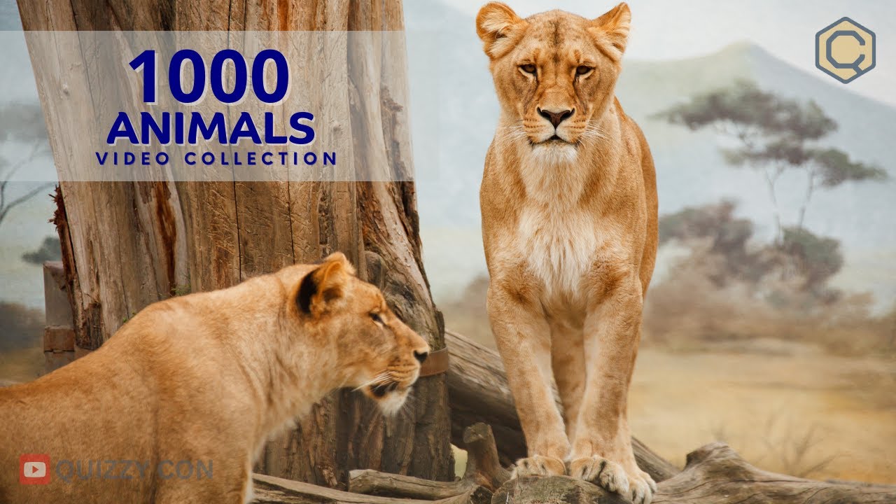 1000 Animals Video Collection with Names | Learn Animal Names for Kids & Adults | #animals #quiz