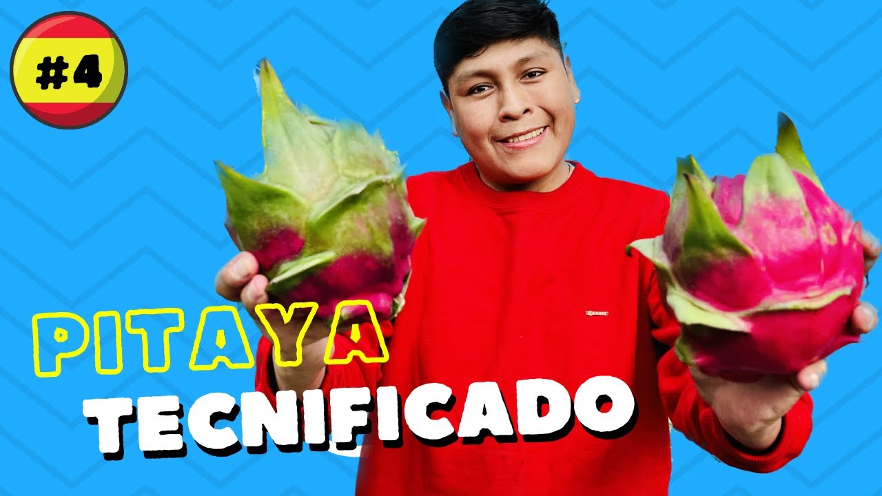 CULTIVO DE PITAYA TECNIFICADO - GRANADA ESPAÑA (Variedad JINDU) 🤠🤠🌵