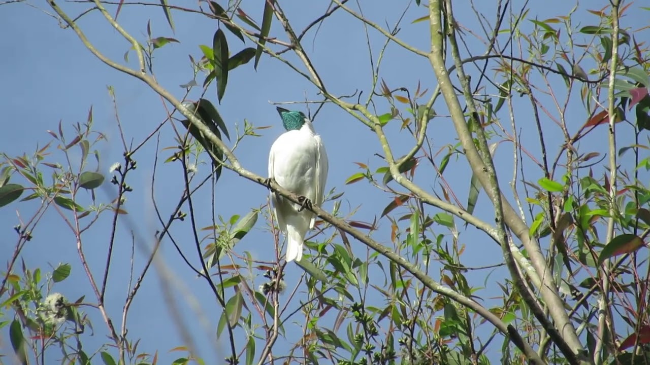 Araponga