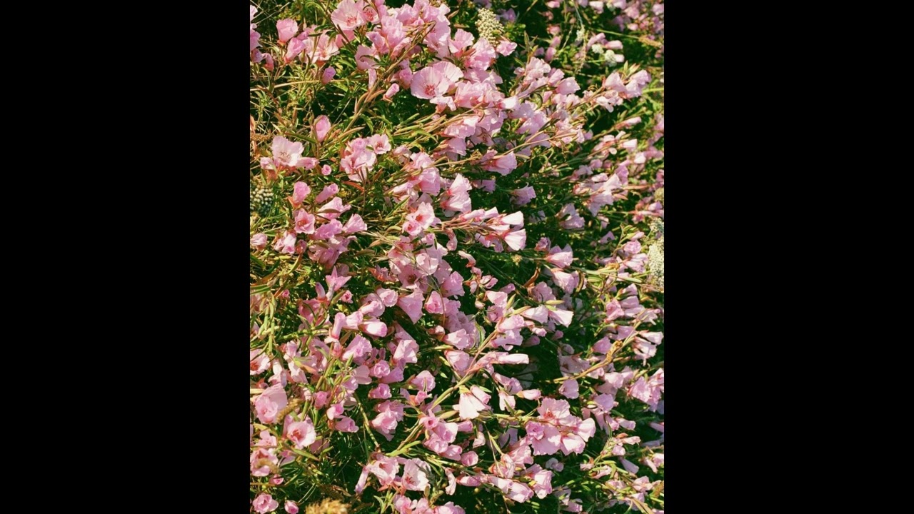 [FREE] Indie Pop Folk Type Beat - 