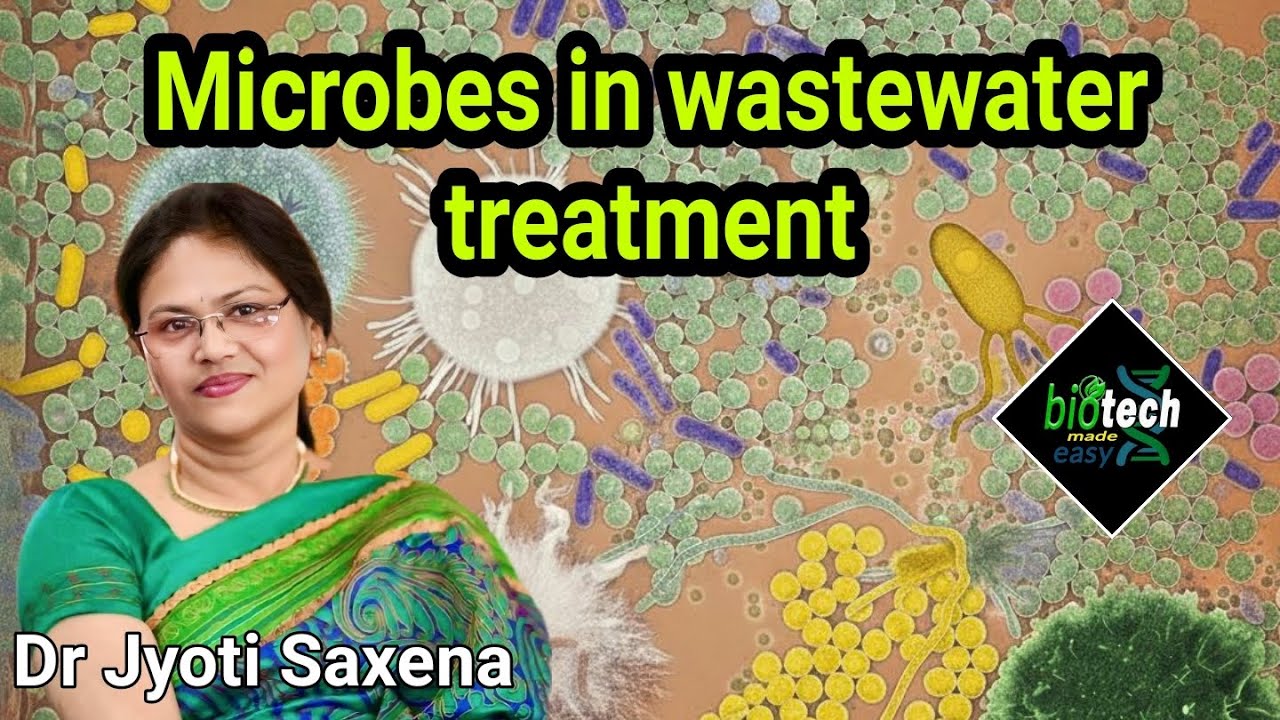 Microbes In wastewater treatment#microbiology#biotechnology#sewage microbes#nitrifiers#denitrifiers