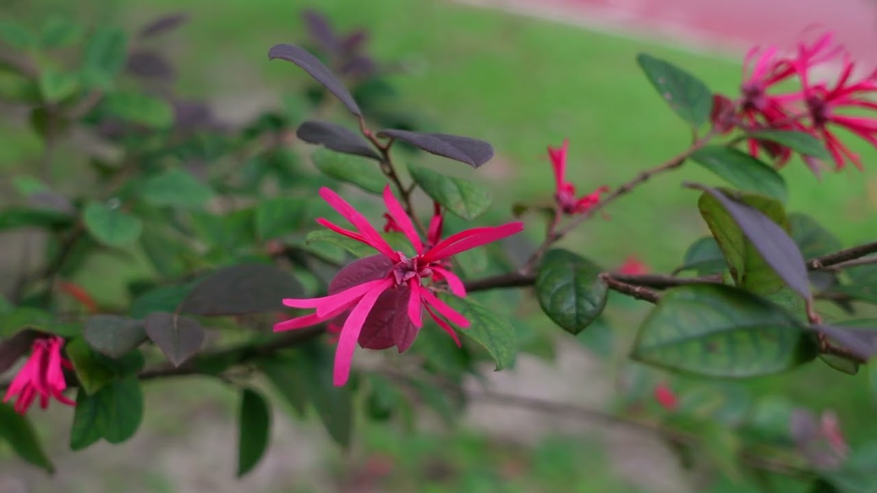 Training with Sony ZV1 bokeh