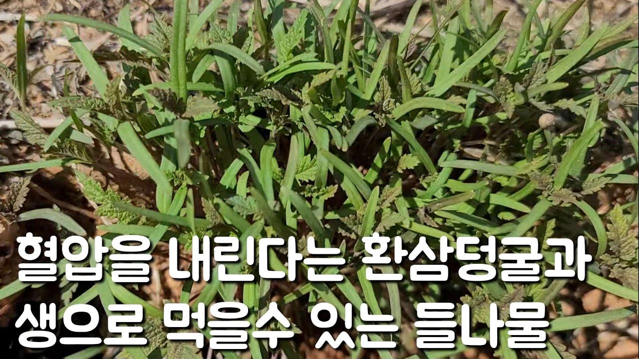 가게뒤에 환삼덩굴 뜯으러 나갔더니 먹을수 있는 나물이 많아요~