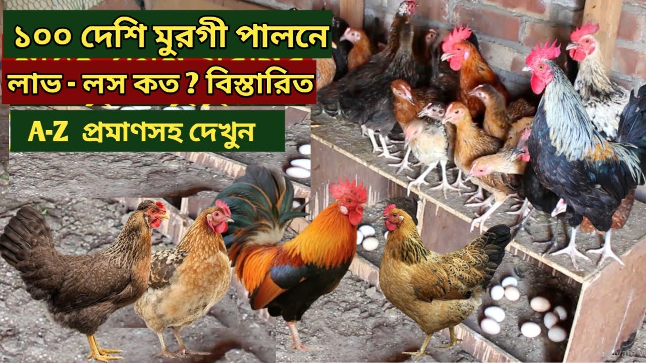 ১০০ দেশি মুরগির ফার্মে লাভ লস কত? দেশি মুরগি পালন পদ্ধতি | Murgi khamar