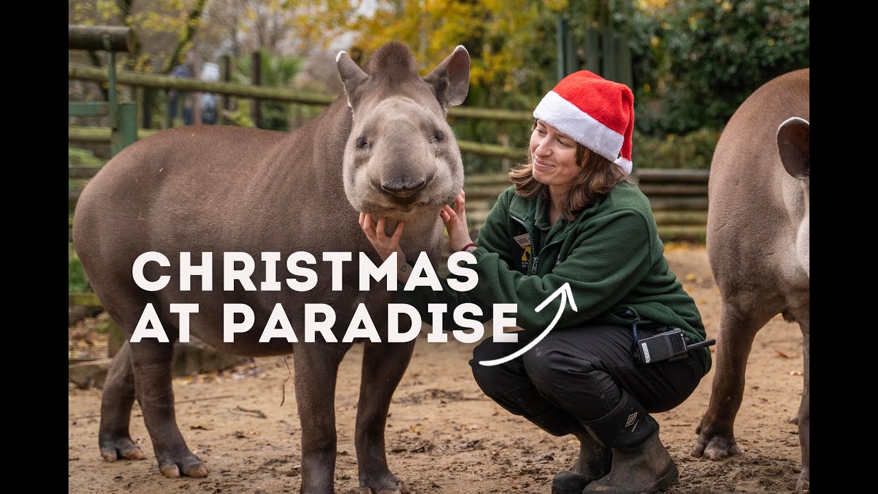 Christmas at Paradise | World of Animals