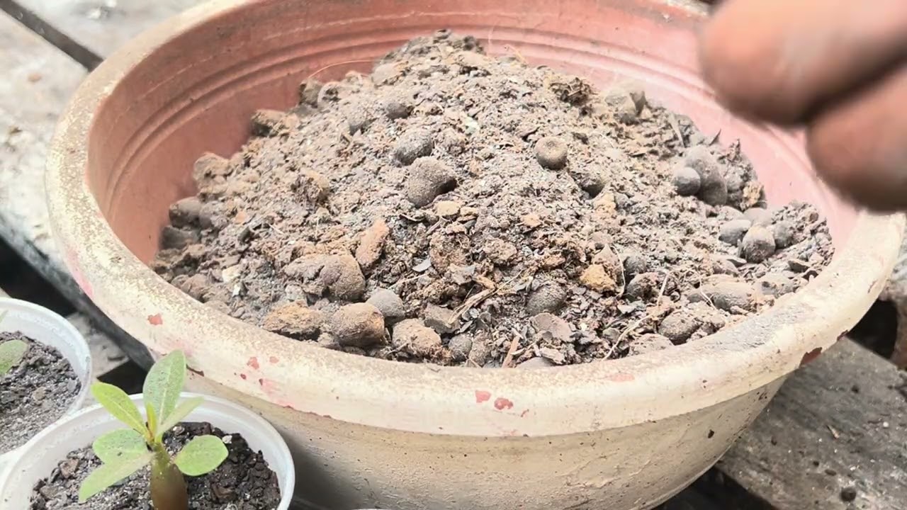 Três adubo pra rosa do deserto crescer engrossar e florir nova