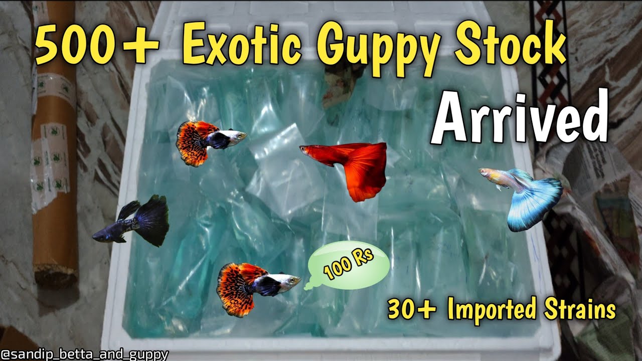 Imported Guppy Fish Price | Imported guppy fish farm in kolkata | Sandip Betta And Guppy #guppy