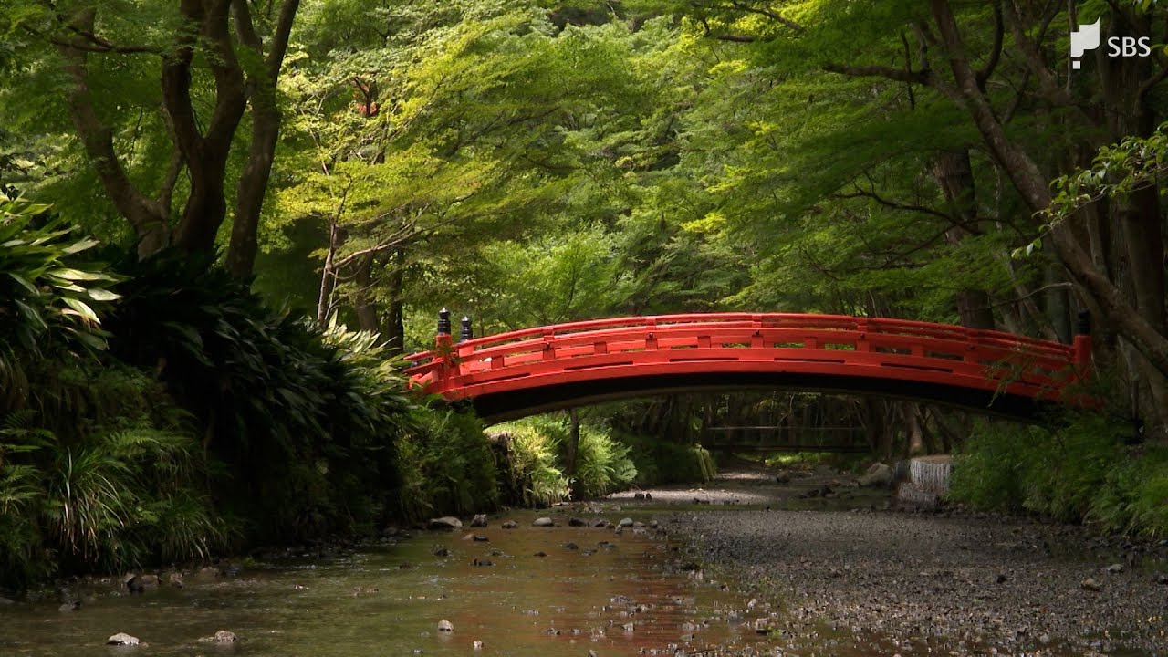 「神社の夏を楽しんで」涼を求めて静岡県森町の小國神社へ 約1000本の『青もみじ』が見頃です【くるちゃんさんぽ】