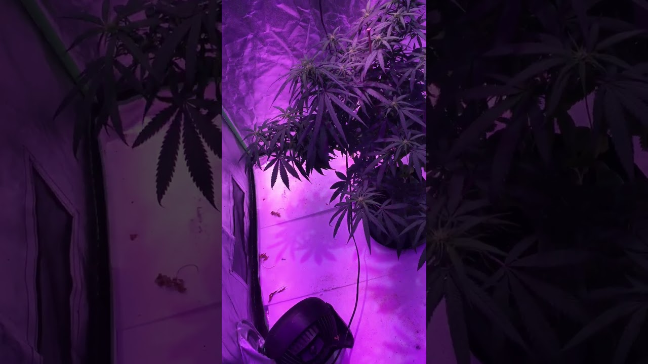 Sativa chocolope in flower