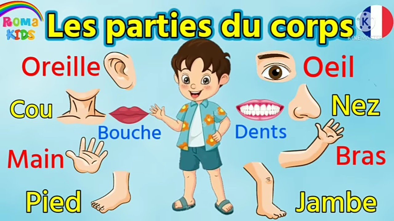 طريقة مسلية لتناول اعضاء الجسم التمهيدي التاني