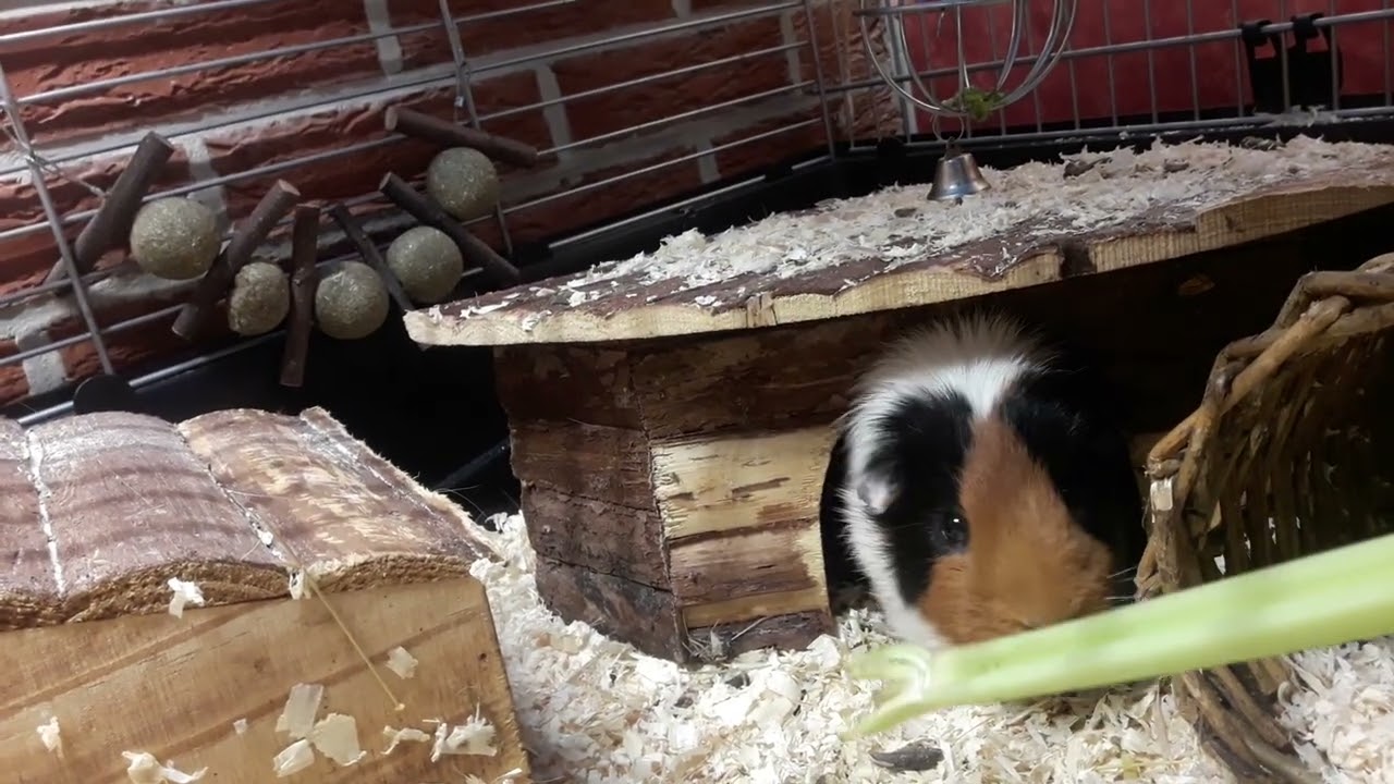 Thor Is Showing His Guinea Pig