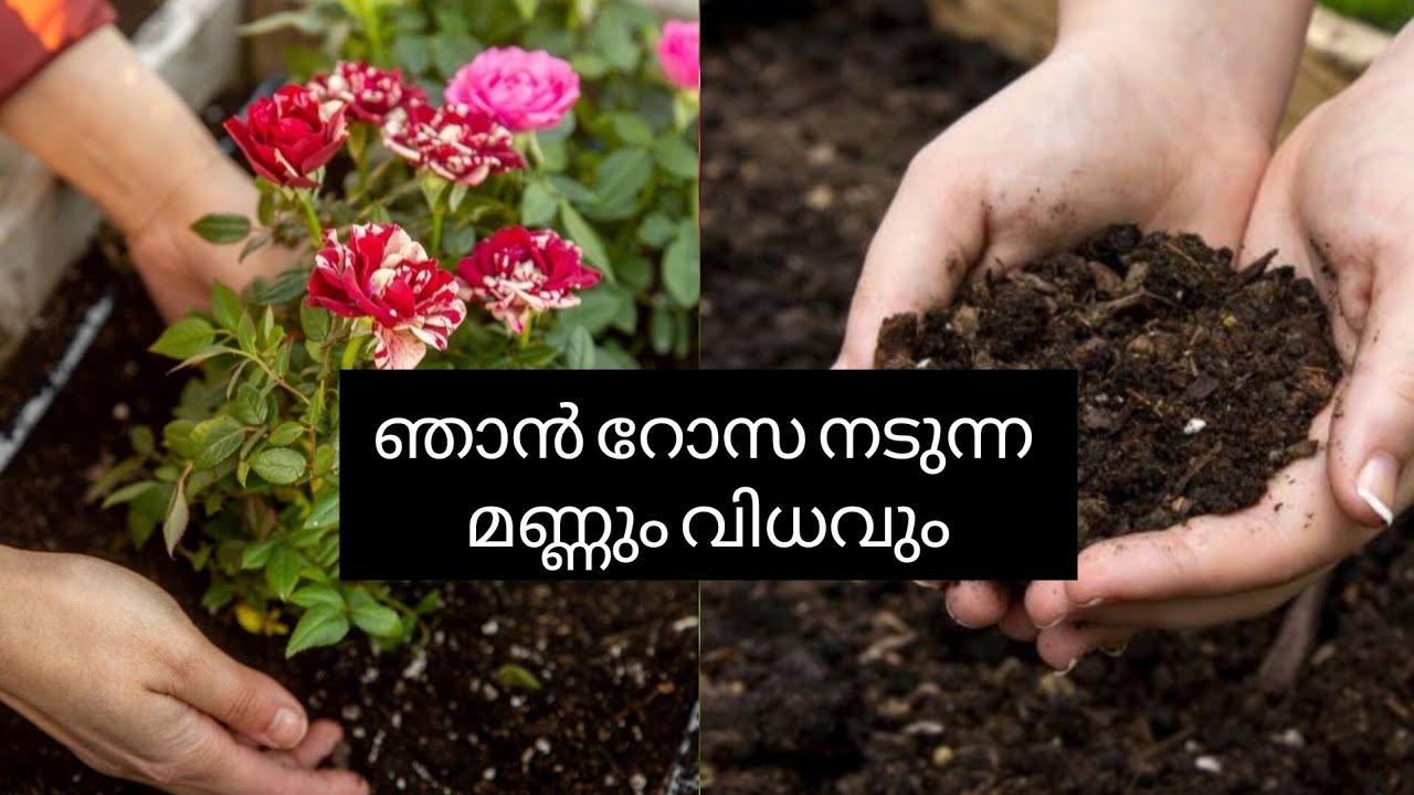 📍നിറയെ റോസ പിടിക്കാൻ ഈ potting mix ഇട്ടുനോക്കൂ..