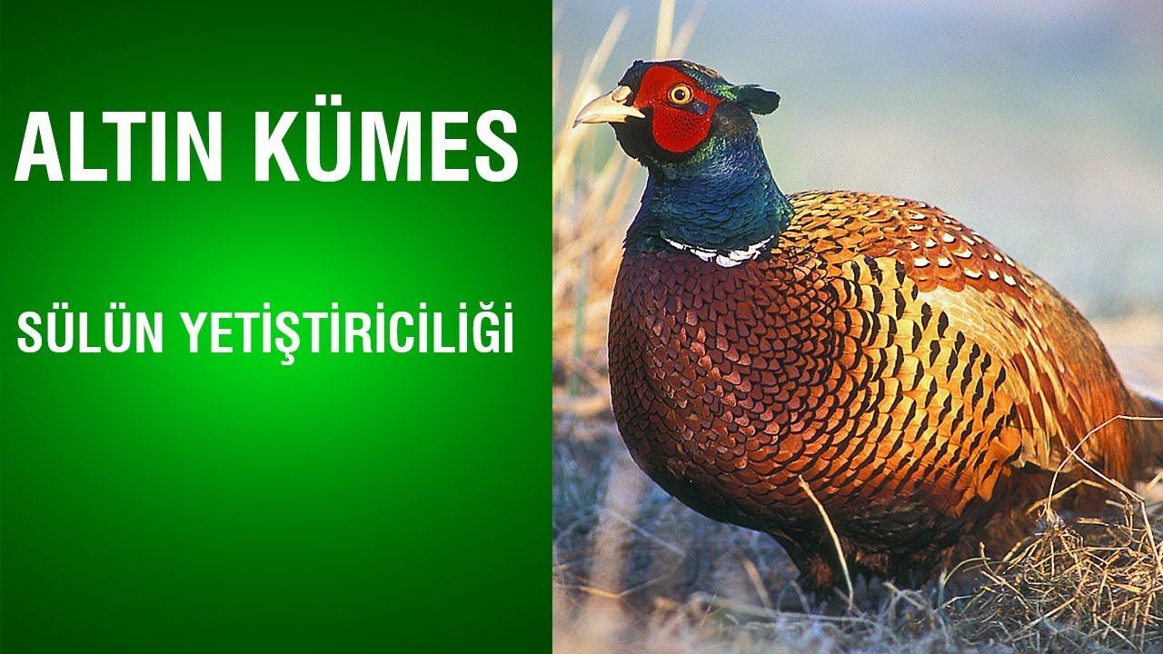 Altın Kümes - 2 Metre Kuyruğu Var - Tavukların Atası Bu Tavuk - Sülün Yetiştiriciliği