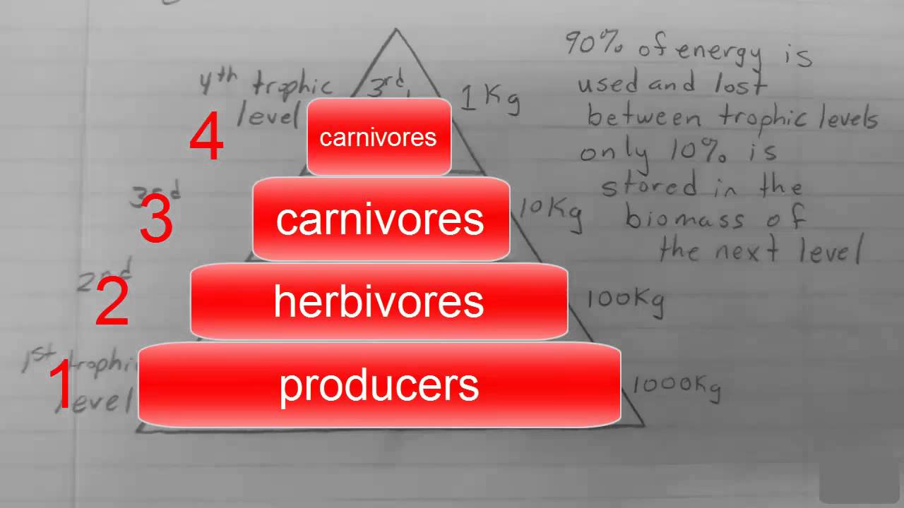 Ecological Pyramids and Trophic Levels