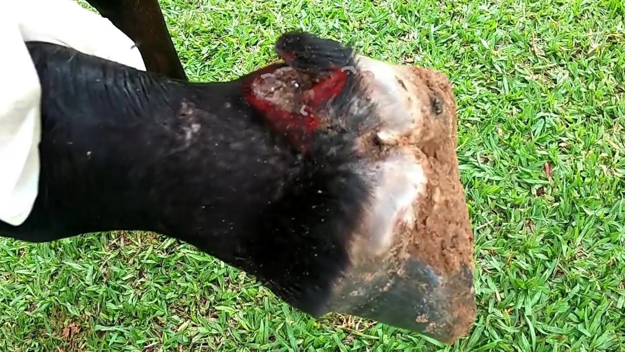 Bicho no Casco ... potro