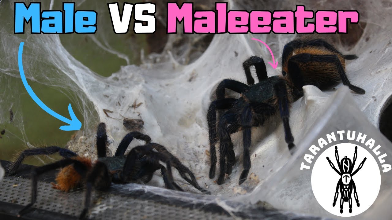 Pairing My Green Bottle Blue Tarantulas! (Chromatopelma cyaneopubescens Breeding Attempt)