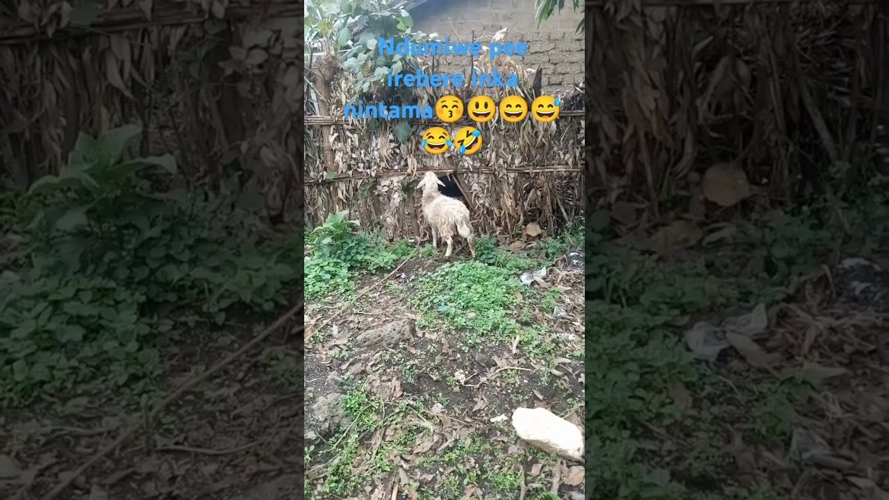 inkunga yawe ni ingenzi nkandire sbuscribe