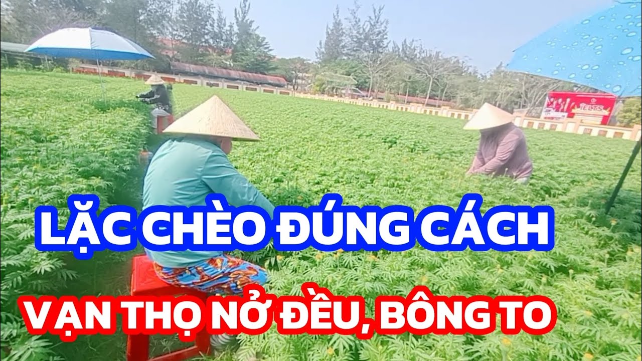 Kỹ thuật nhà vườn lặc chèo hoa vạn thọ – Cây thấp, hoa đều, bông to nở đúng tết