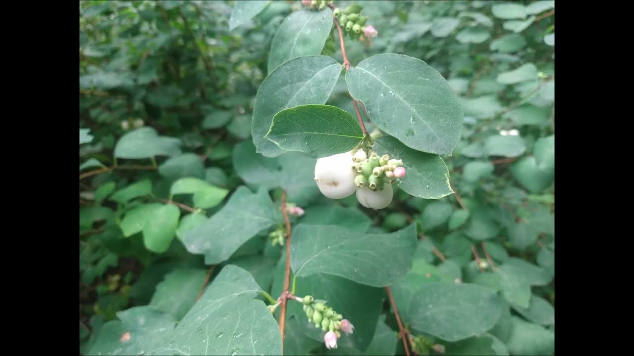 Śnieguliczka biała/Snowberry - trująca jagoda/the  poisonous berry [ENG SUB]