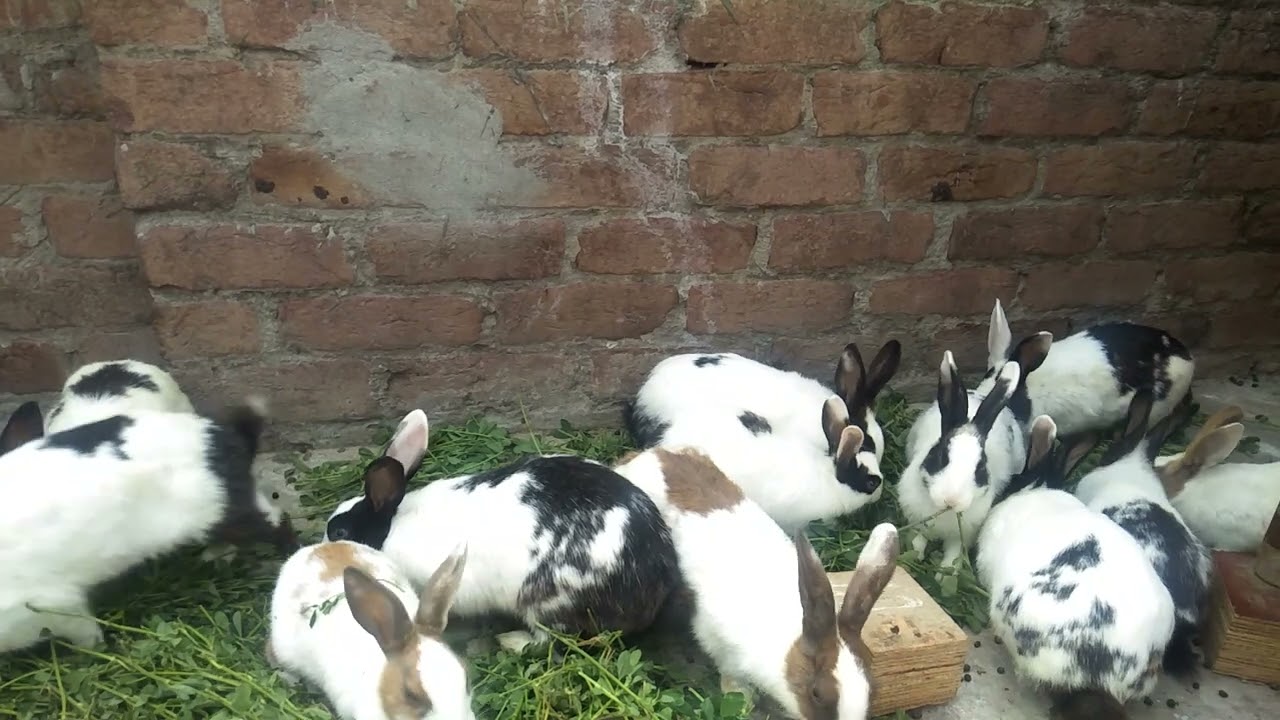 Rabbit son #rabbitfarming #rabbiteating #fancyrabbits #rabbitrabbit