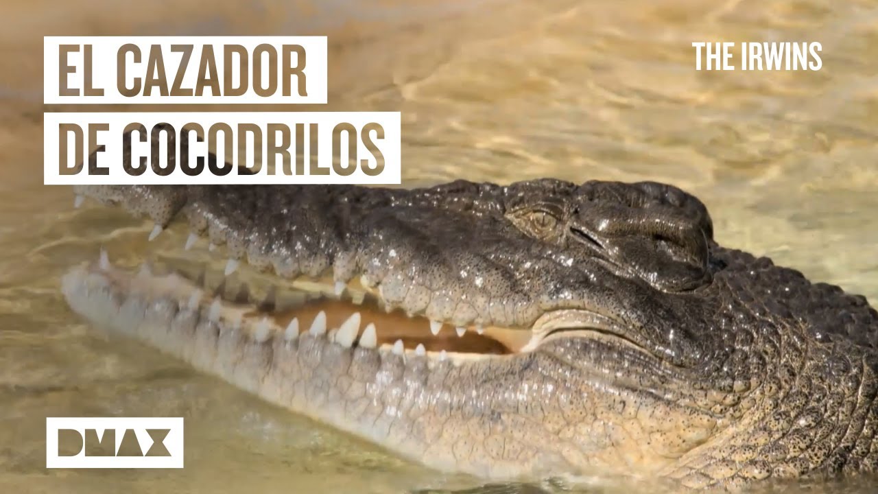 Steve y Robert Irwin: jugándose la vida entre cocodrilos | The Irwins