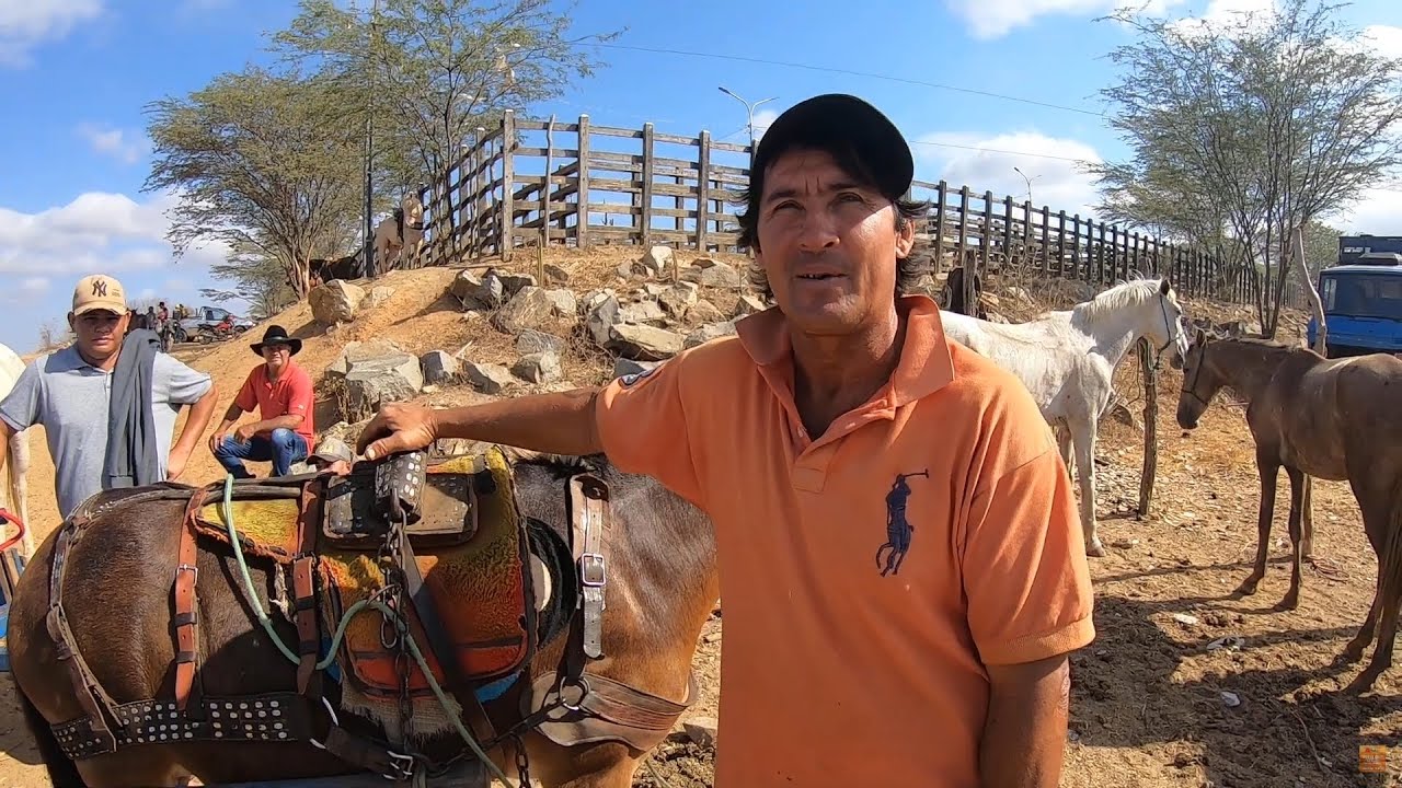 Feira de Cavalos de Tabira Pernambuco #cavalo #tabira #nordeste #pernambuco