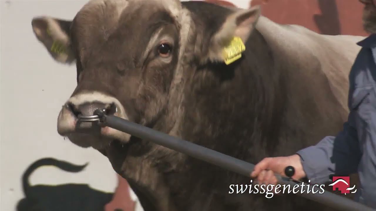 VILENO - Brown Swiss - Swissgenetics