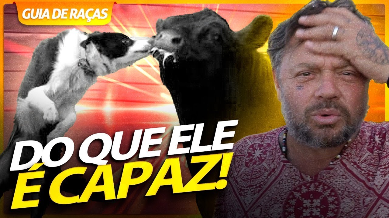 OVELHEIRO GAÚCHO, O CÃO QUE MANDA NO GADO! | RICHARD RASMUSSEN