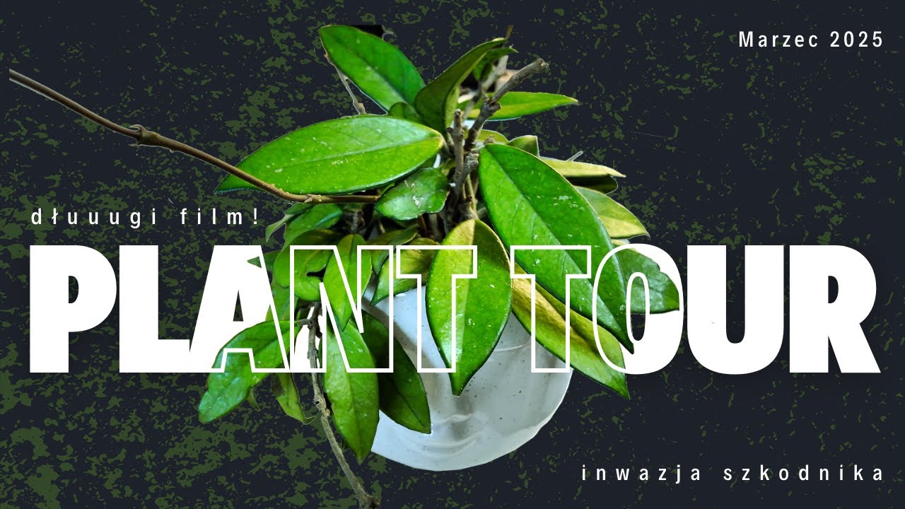 🎋 PLANT TOUR Z PRZĘDZIOREM🪴🪳 ROŚLINNE SUKCESY I PORAŻKI ❤️‍🩹 WSZYSTKIE MOJE ROŚLINY 🪴 DŁUGI FILM ‼️