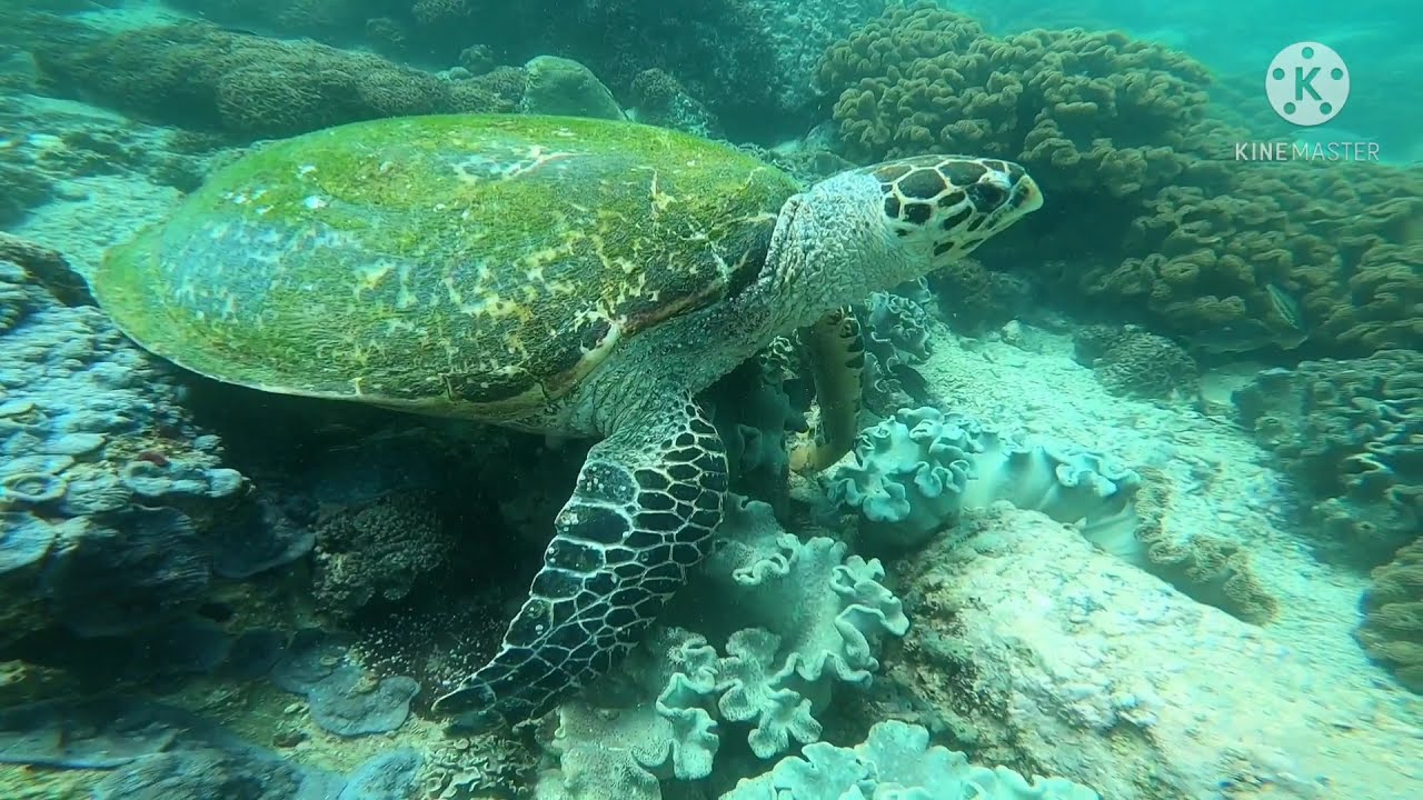 Scuba Diving in Muscat, Oman