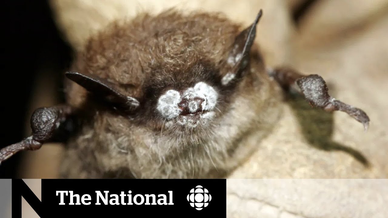 Fighting a bat killer: B.C. scientists testing new way to combat deadly fungus