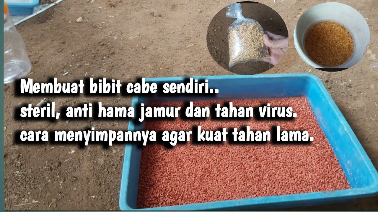 Pelakuan Benih Cabe Buatan Sediri Agar  Steril Bebas Hama dan Tahan Lama