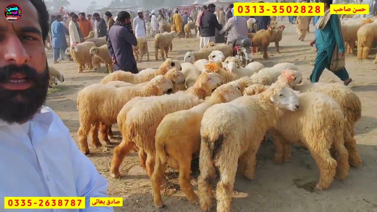 8 November 2025 mundra chatra mandi new update ہفتے منڈی کے ریٹس انتہائی مناسب d g khan mandi visit 