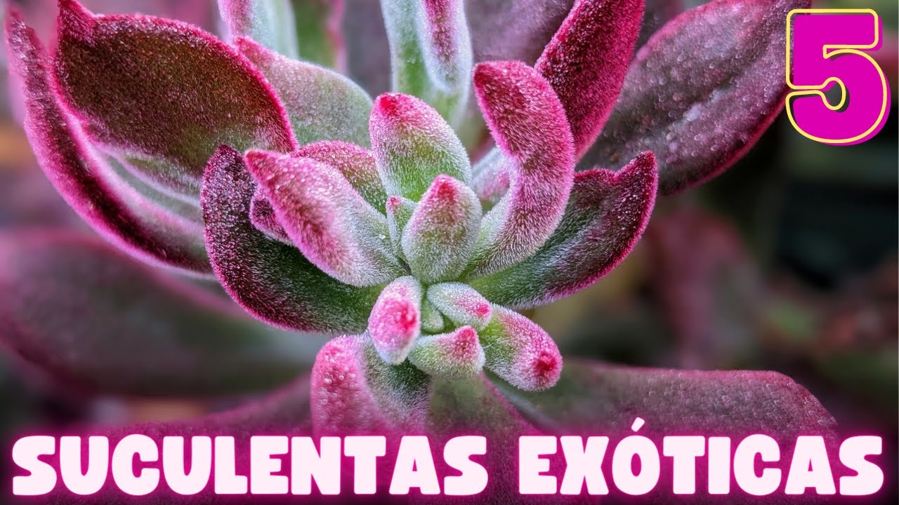 🌱 5 de las SUCULENTAS mas EX&Oacute;TICAS ❗❗
