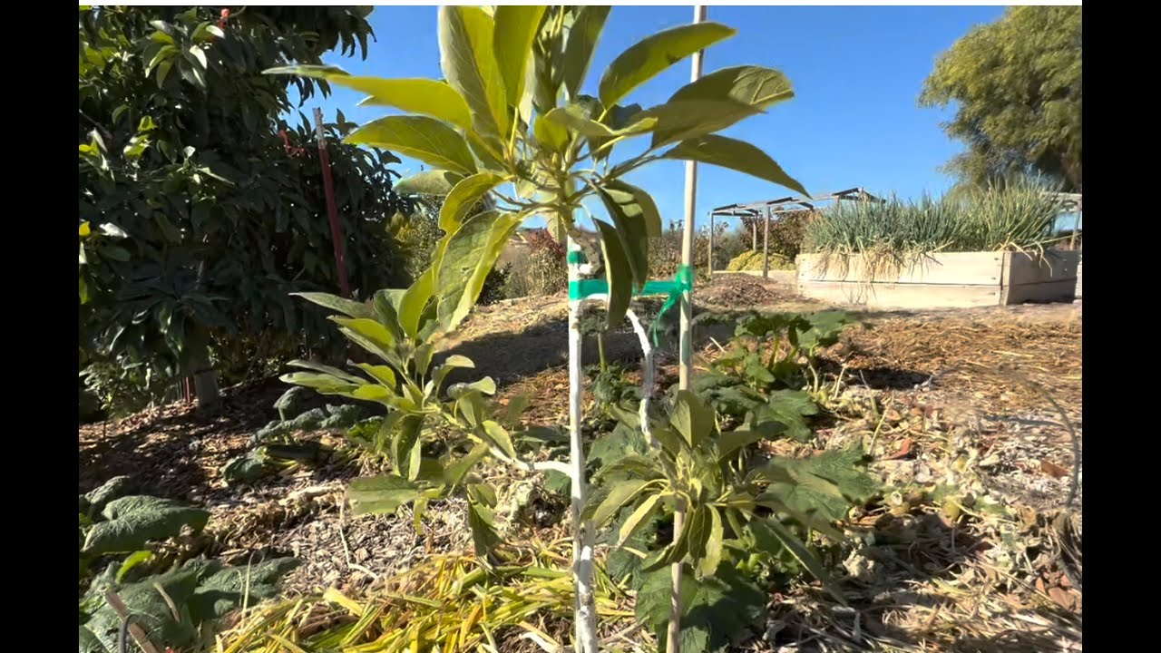 YOUNG AVOCADO TREES SURVIVE FIRST FROST WITHOUT PROTECTION--PART II