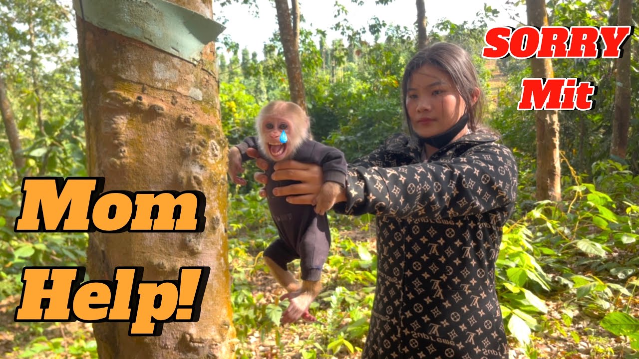 Baby monkey Mit cried and ran away because her mother abandoned her in the forest