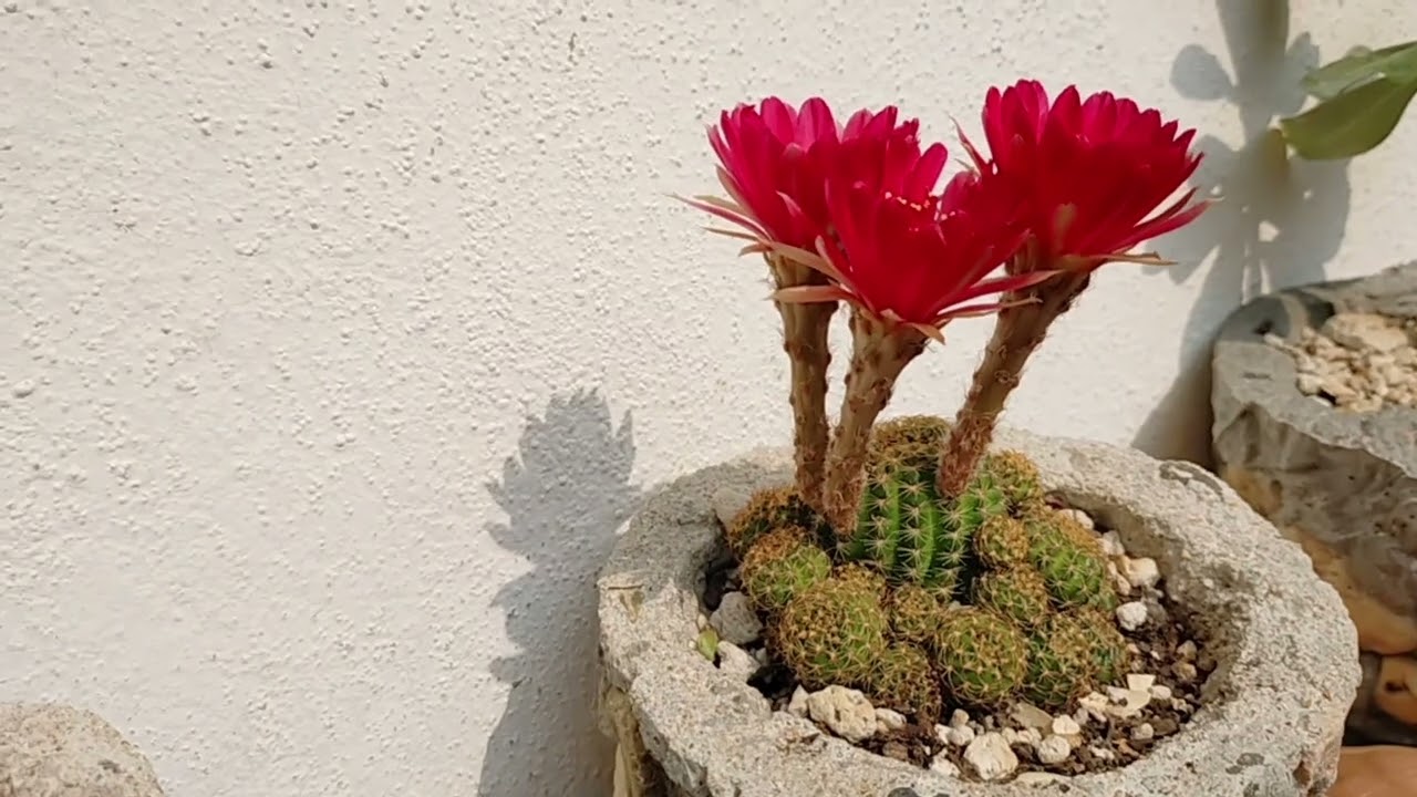 Echinopsis oxygona
