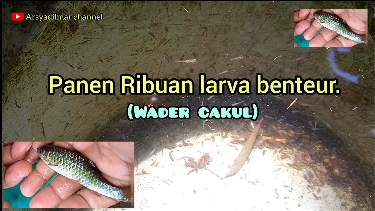 Ribuan larva sudah menetas,hasil pemijahan indukan wader cakul.