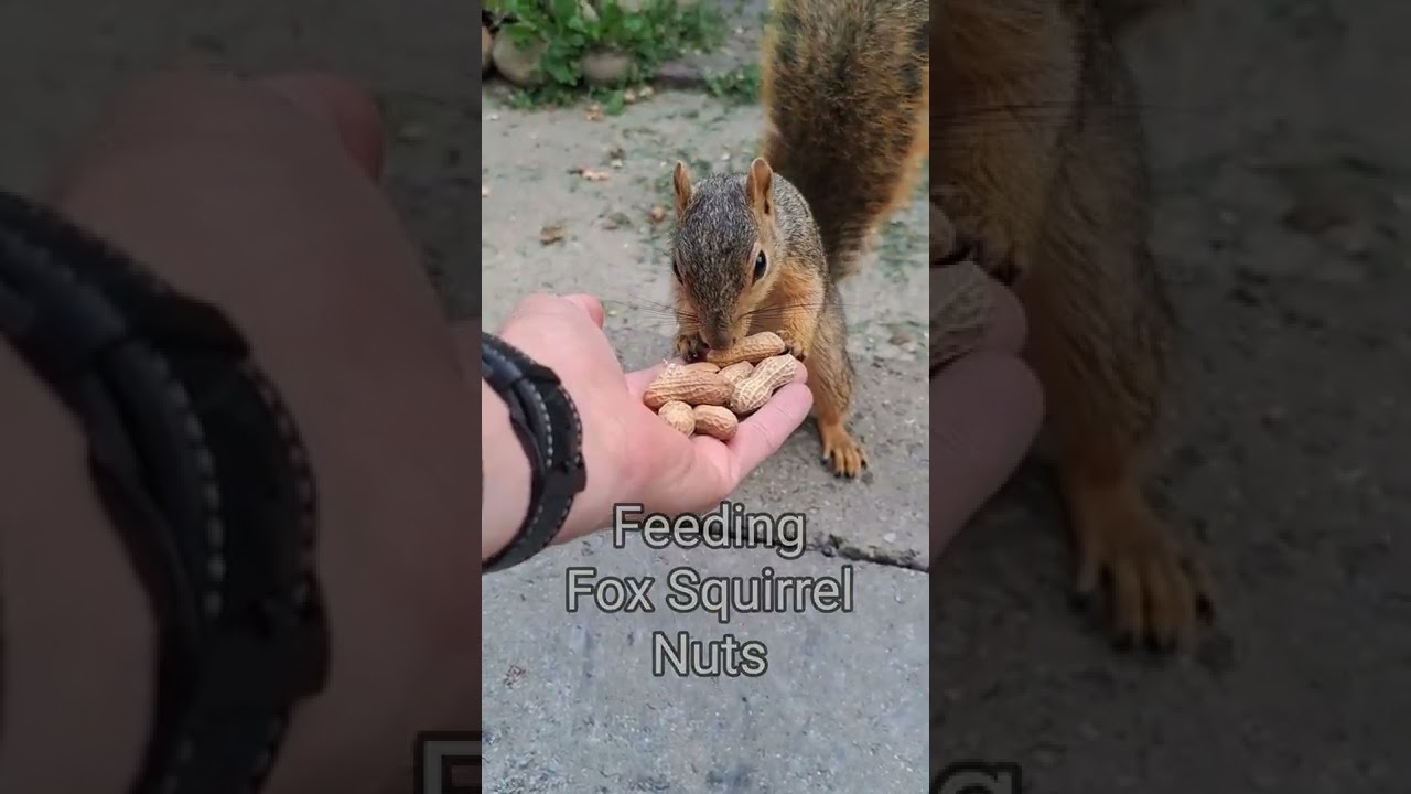 #shorts  Feeding fox squirrel nuts