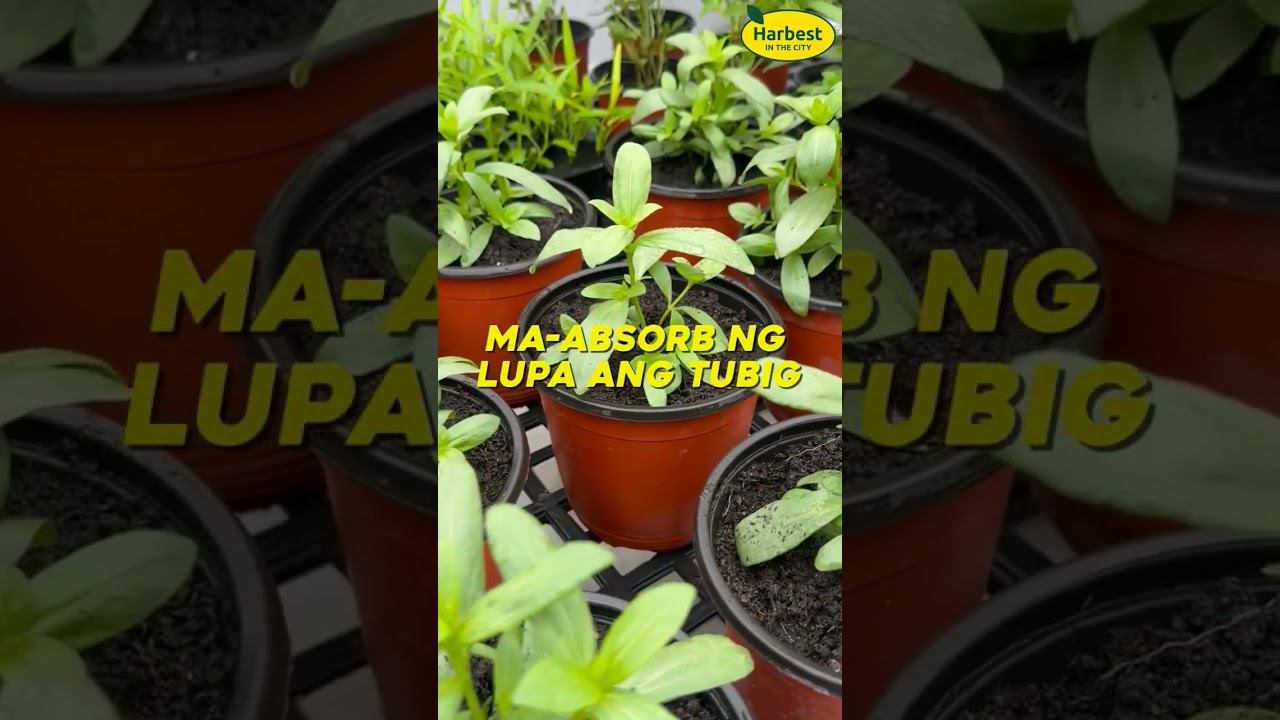 Learn the best techniques to keep your urban garden thriving. 💦