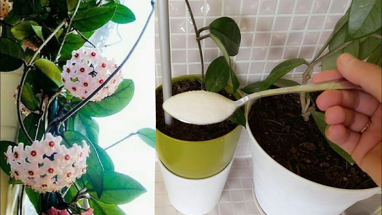 HOYA ÇİÇEK AÇTIRMA / MUM ÇİÇEĞİ BAKIMI / HOYA BAKIMI / HOYA ÇİÇEK / HOYA CARNOSA