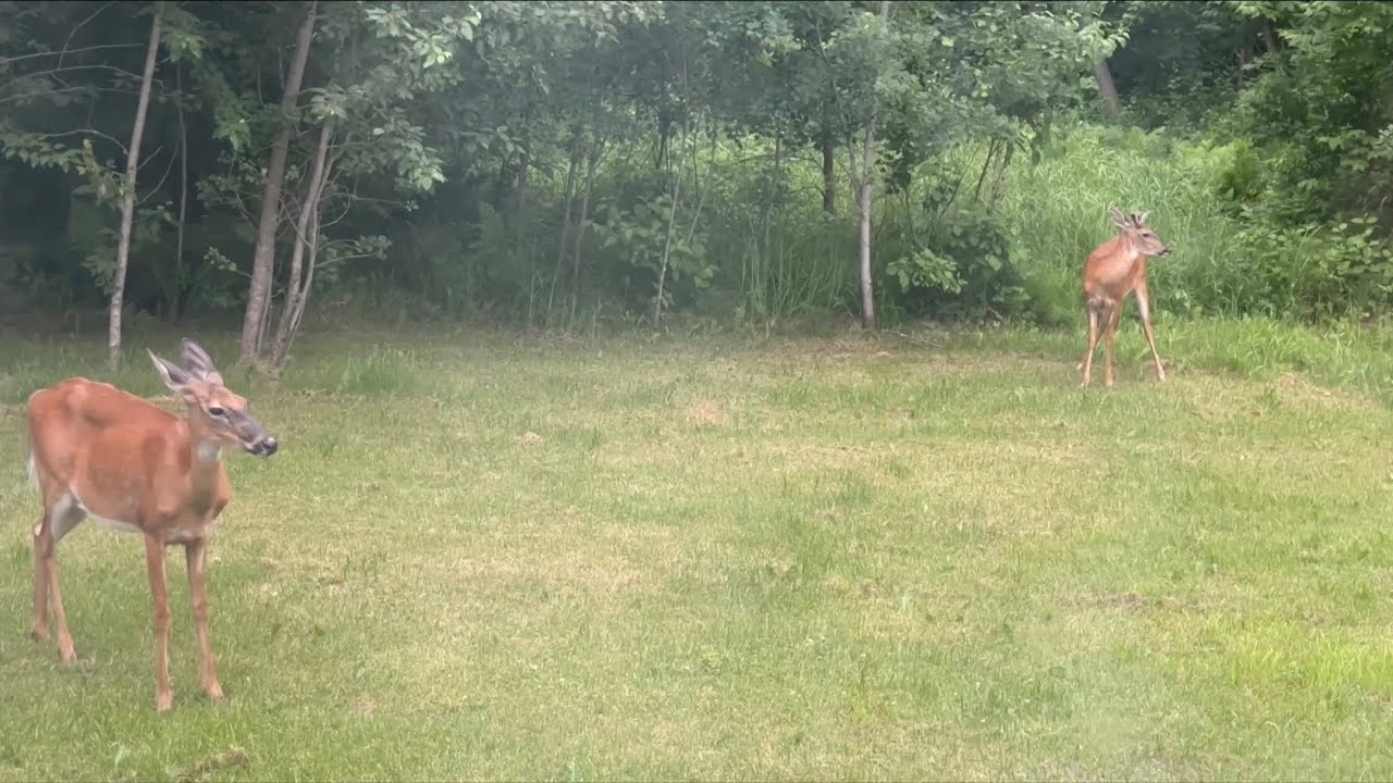 A Fuzzy Antlered Buck With A Doe