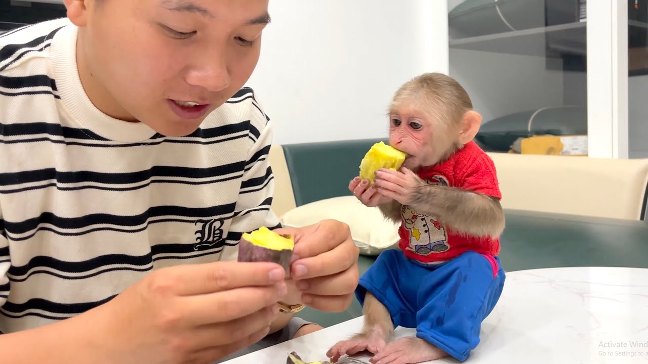 So Surprised! Monkey CUBIS Can’t Believe Dad’s Sweet Potato Feast