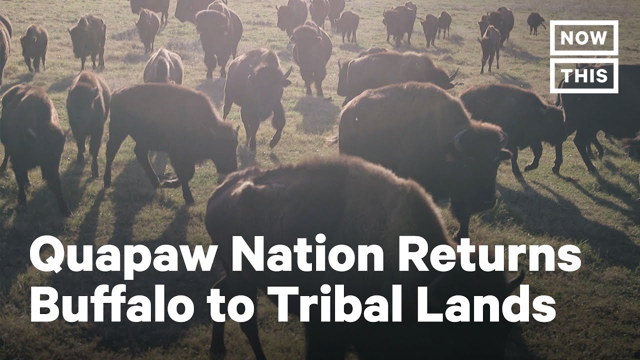 How Bison Restoration Seeks to Heal the Quapaw Nation | NowThis